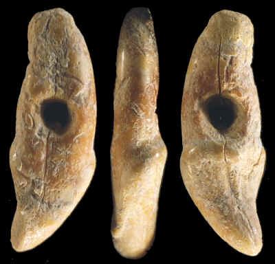 Upper Paleolithic perforated bear canine tooth from Austria.