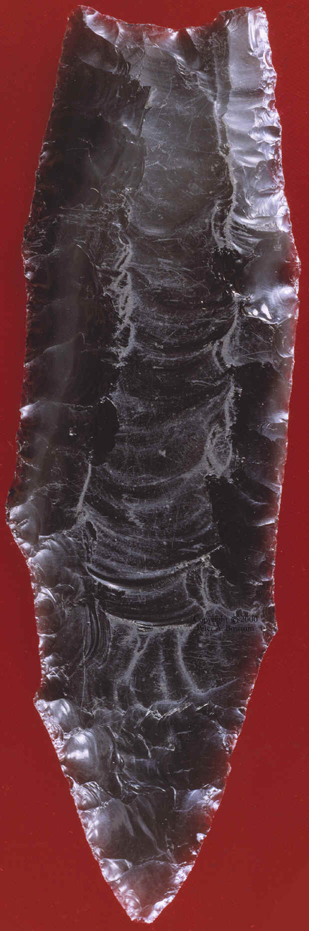 Clovis point from Washington state, largest known.