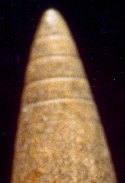 Engraved tip of an antler point.