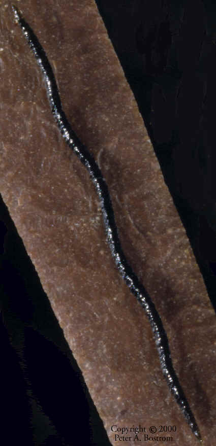 Aztec snake effigy laying on large Aztec blade.