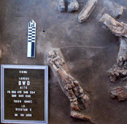 Bison bones, kill site excavation, Blackwater Draw site.