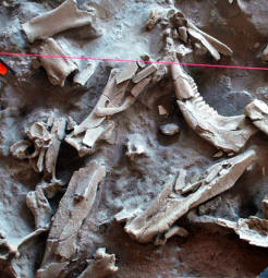 Bison bones, kill site excavation, Blackwater Draw site.