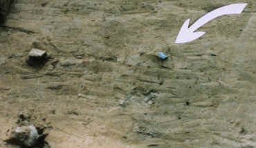 Bostrom site excavation showing a flute flake in situ.