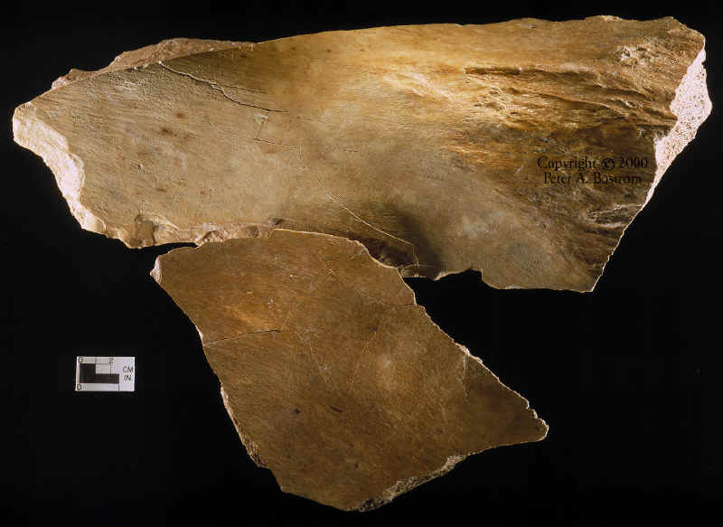 Scapula fragments from Lange Ferguson mammoth kill site.
