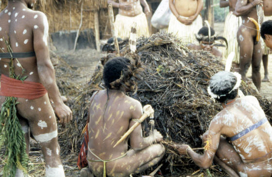 Dani men tightening grass mound over earth oven.