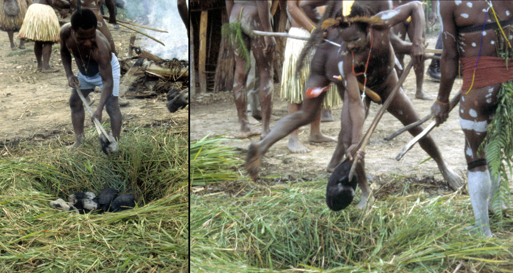 Dani tribesmen placing hot stones in grass lined pit.