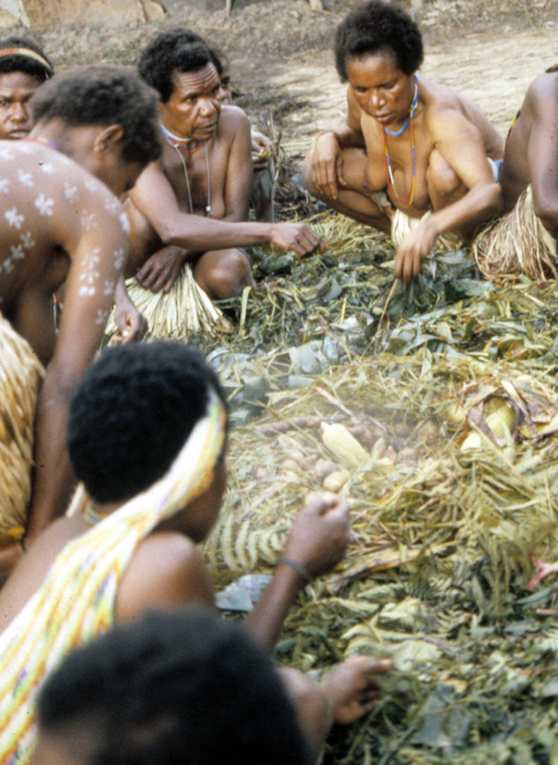 Removing cooked food from earth oven, New Guinea.