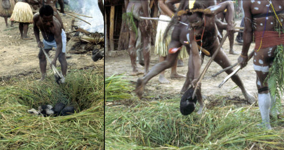 Dani men placing hot rocks in grass lined cooking pit.