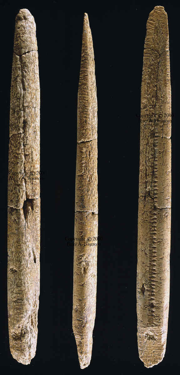 Bone Rod From East Wenatchee Clovis Site