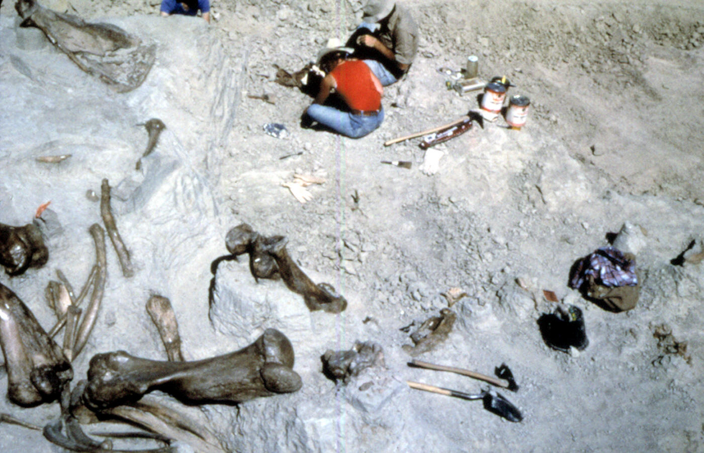 Bone concentration area on Lange Ferguson mammoth kill.