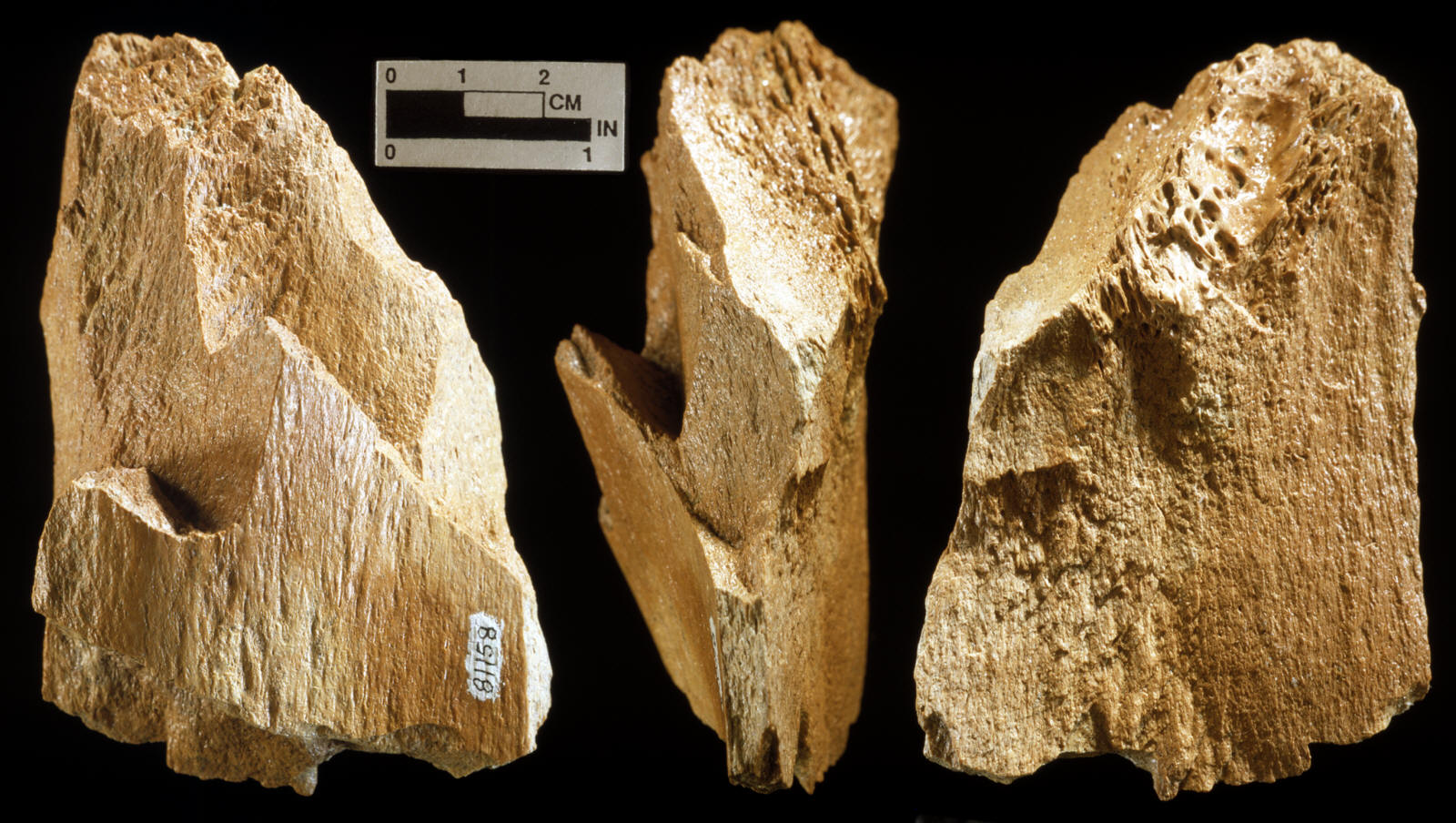 Mammoth bone core no. 81-158, Lange Ferguson site.