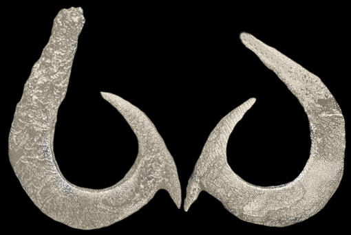 Shell fishhooks, California.