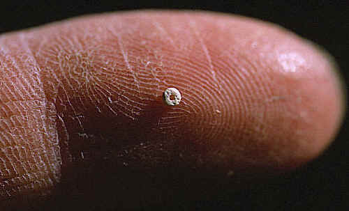 Folsom bead from shifting sand site.