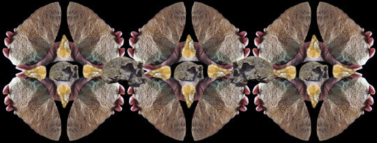 Abstract image of Achulean hand axes.