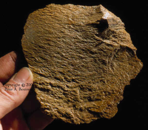 Discoidal mammoth bone flake from Lange Ferguson site.