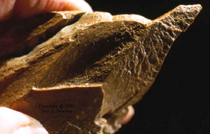 Pointed mammoth bone from Lange Ferguson mammoth kill site.