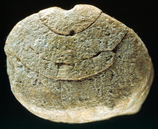 End view, ivory billet, Blackwater Draw site, New Mexico.