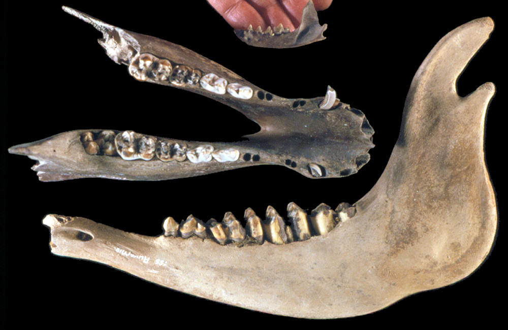 3 Animal Jaws From Auvernier Site In Switzerland.