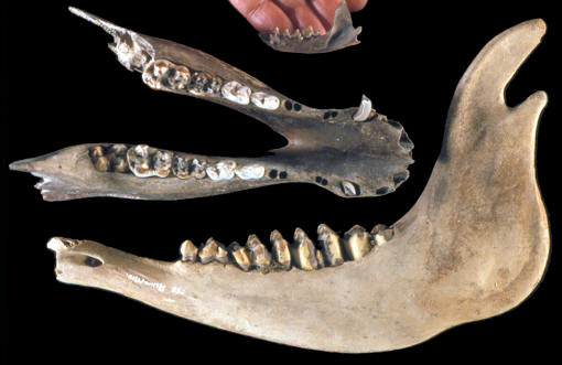 Jaws from Marten, boar & elk from Auvernier lake site.