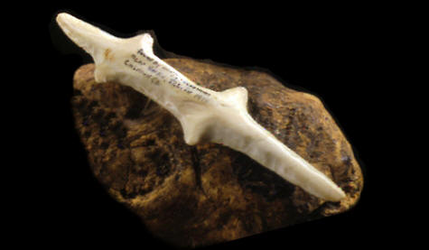 Polished chert lizard effigy on rock.