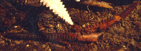 Harpoon points in the mound 72 excavation.