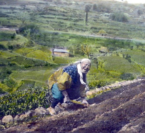 Japanese man digging with hoe.