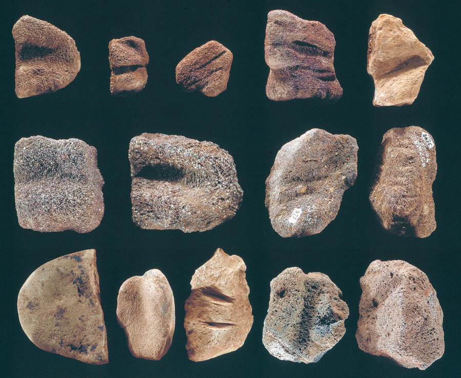 14 abraders from the Olive Branch site.