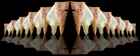 Abstract image of bone and gar scale arrow points.