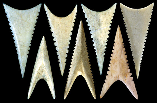 Seven triangular serrated bone Cahokia points, Cahokia.