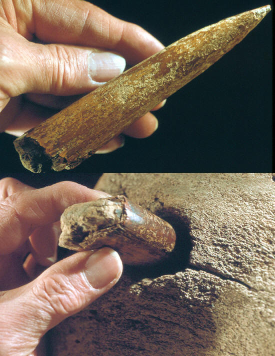 Bowhead whale bone with imbeded ivory harpoon.