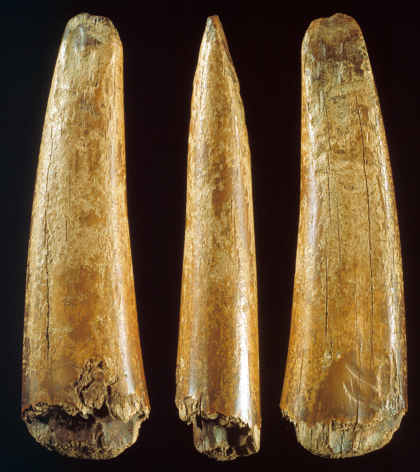 Ivory harpoon tip imbedded in a whale flipper bone.