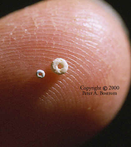 Folsom bead and glass sand bead.