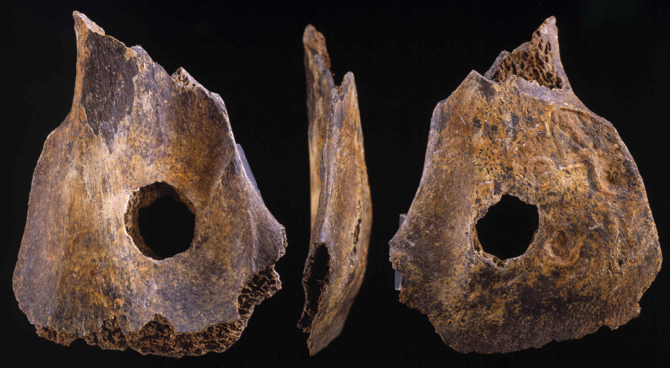 Perforated peccary scapula from Sheriden Cave.