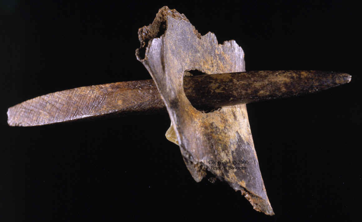 Sheriden Cave site bone spear point perforating peccary bone.