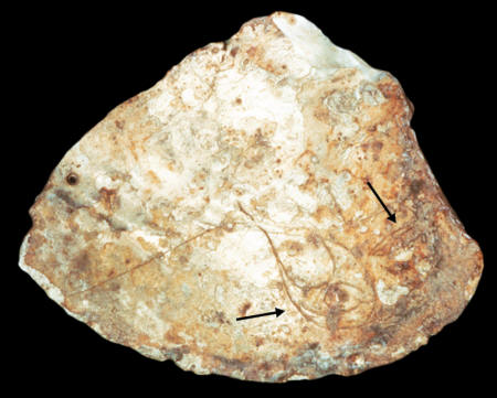 Engraved shell found on the Snyders site.