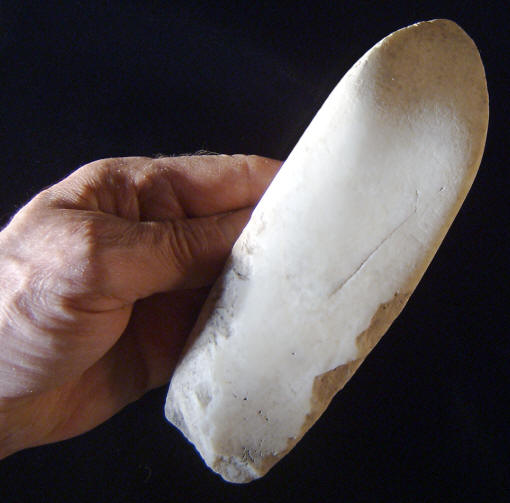 Large tridacna shell beaked adze.