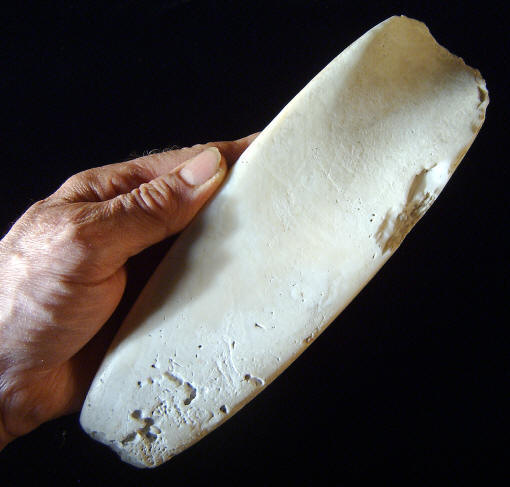 Large Tridacna shell adze or gouge.