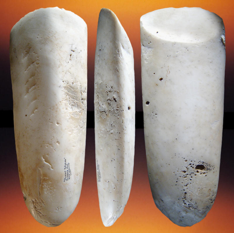 Three views of large tridacna shell adze.