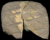 Wendler tablet showing crosshatched side.