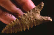 Serrated Dalton from the Sloan site.
