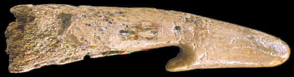 Antler hook from Indiana.