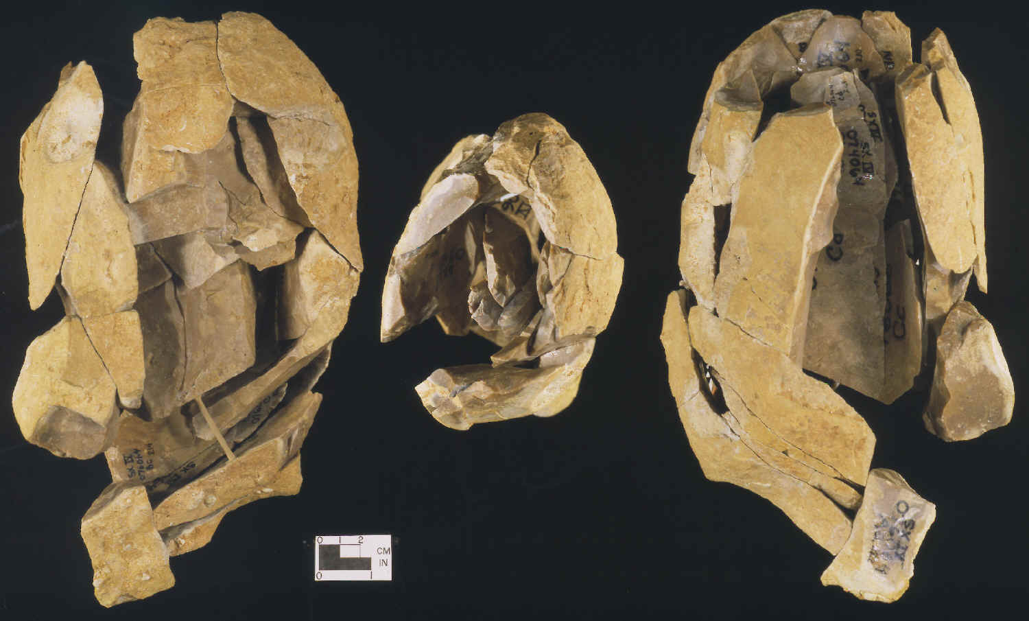 Large Aurignacian core refitted into original shape.