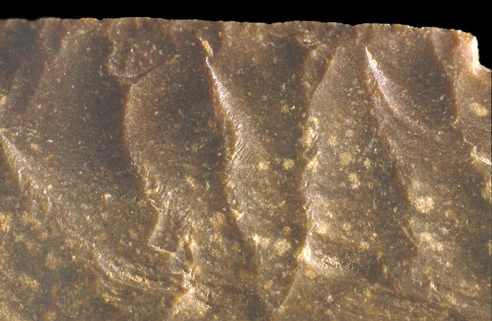 Magnified view of edge flaking on Aztec biface.