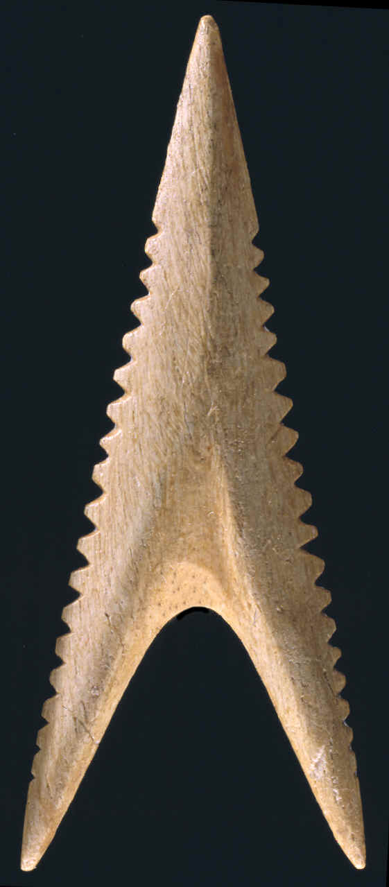 Bone shark tooth effigy arrow point from Cahokia.