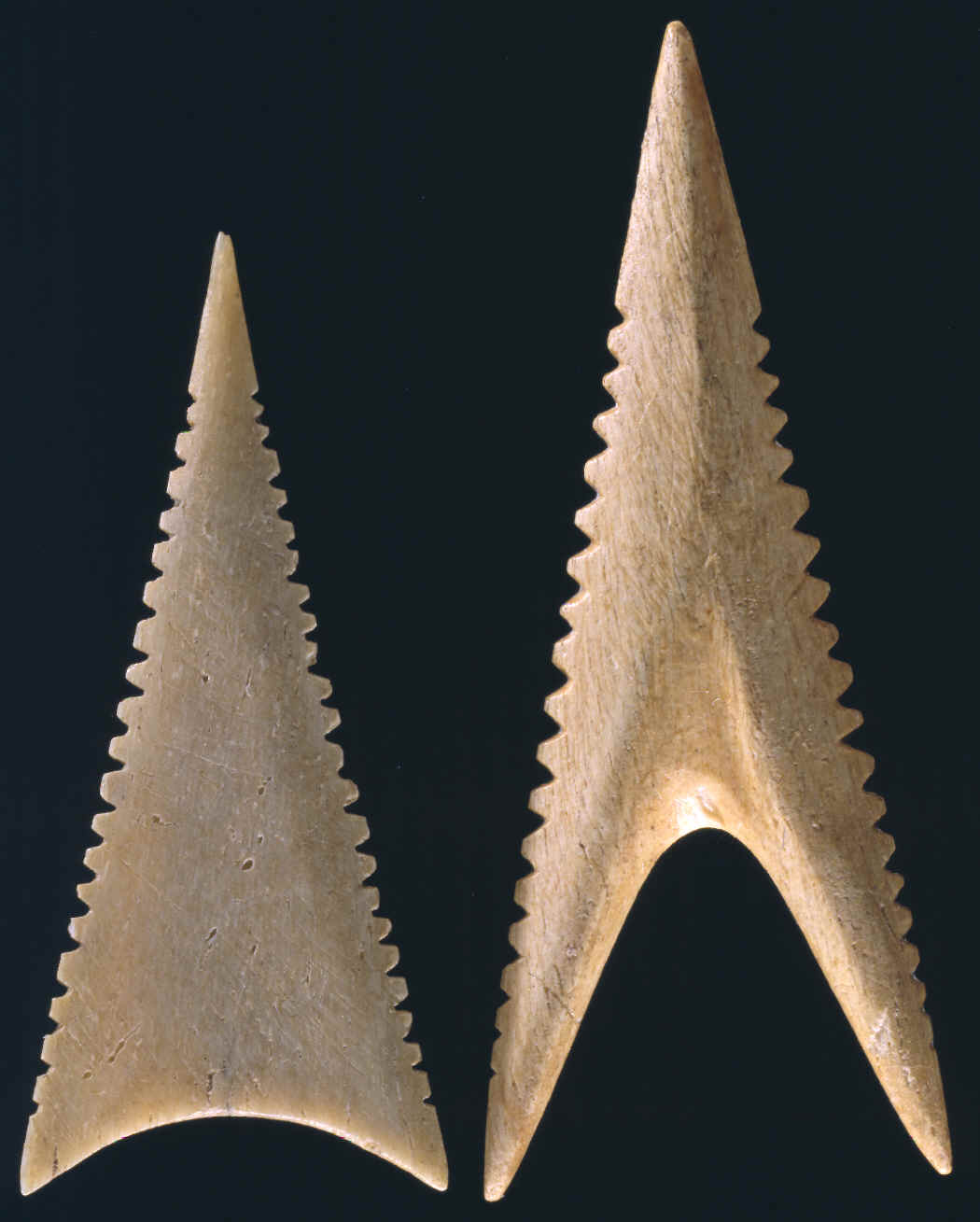 Two bone sharks tooth effigy Cahokia points.