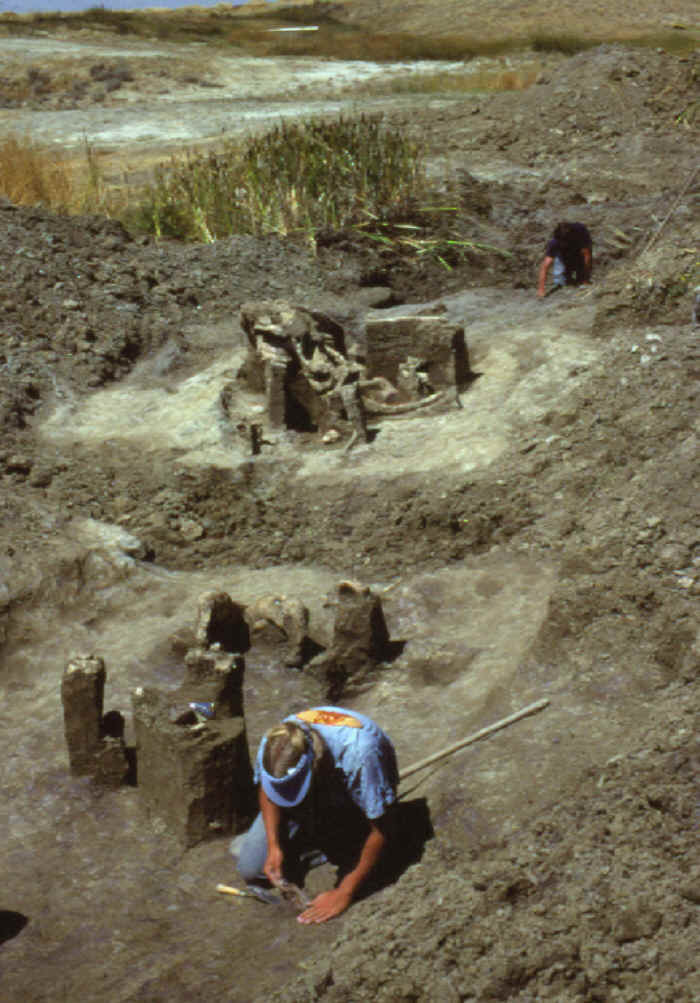 Mammoth bone concentrations on the Colby site.