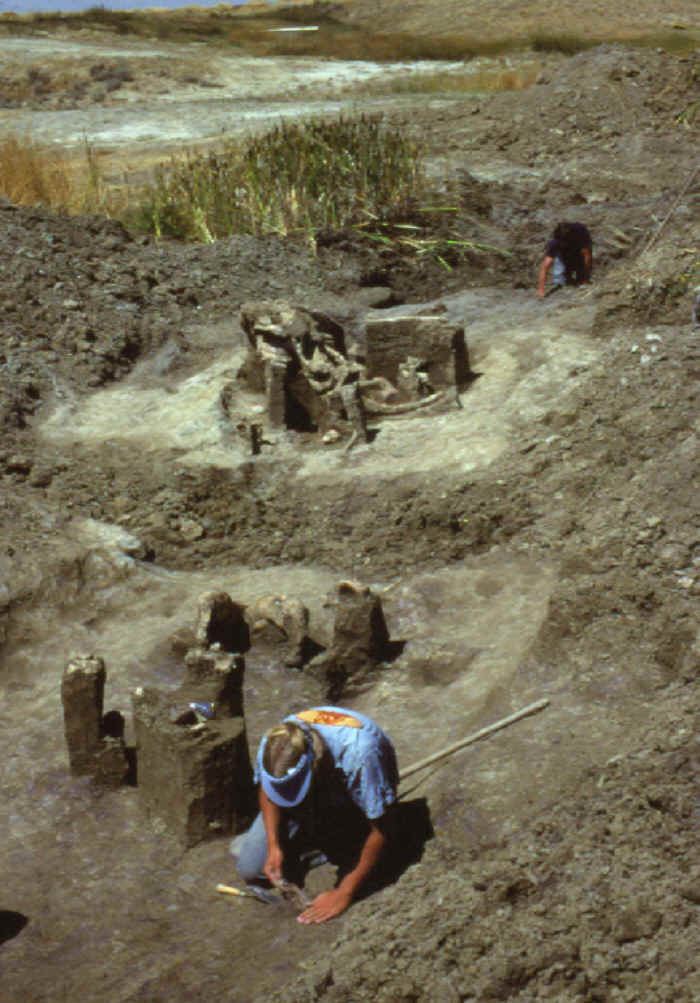 Mammoth bone concentrations on the Colby site.