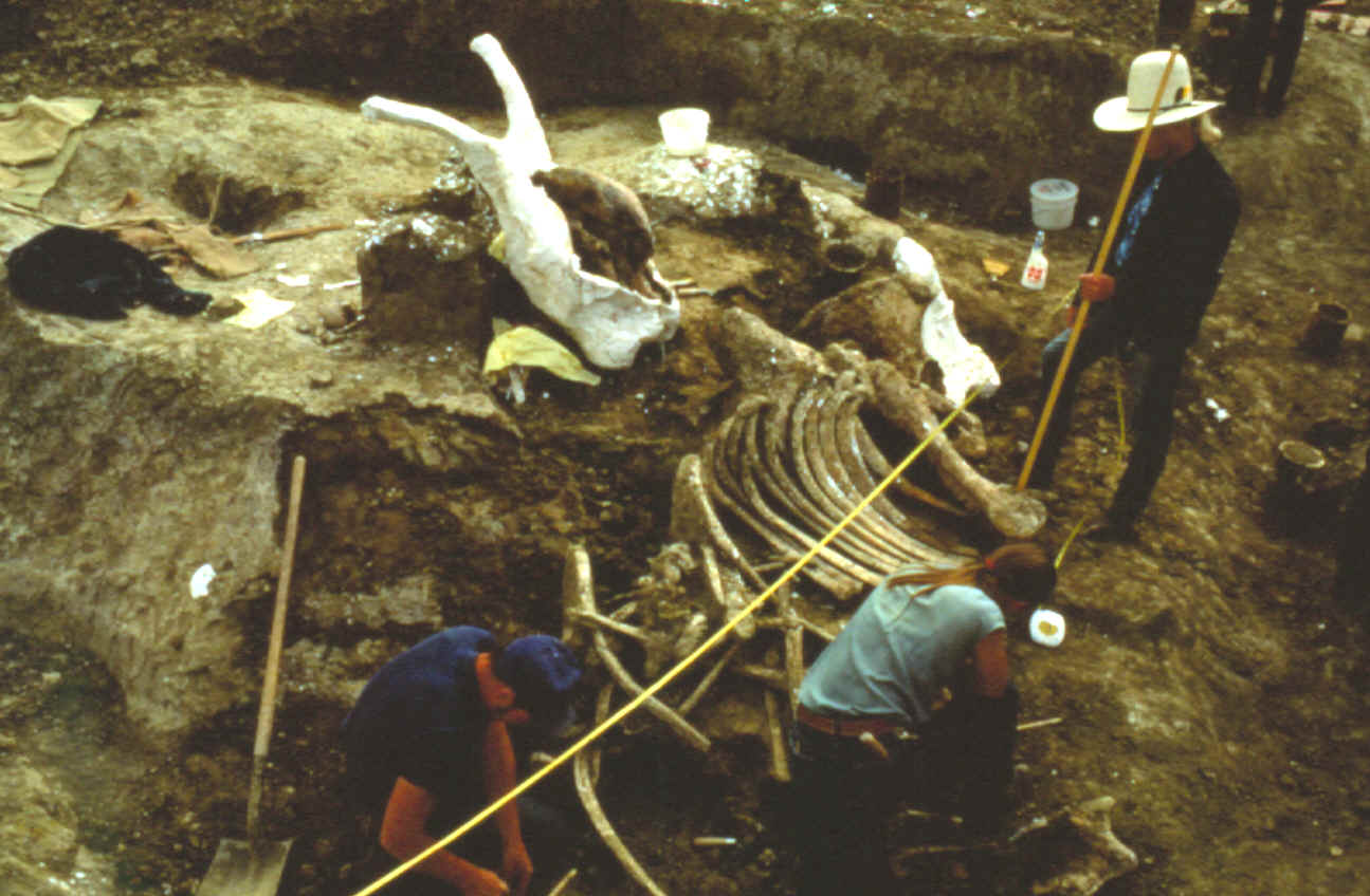 Excavation of bone pile 2 on the Colby mammoth kill site.