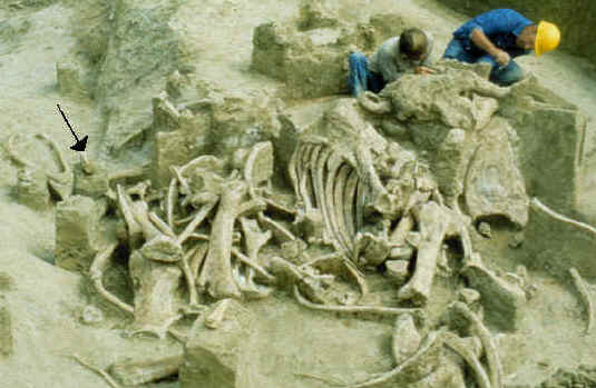 Excavation of mammoth bones in pile 2 on the Colby site.