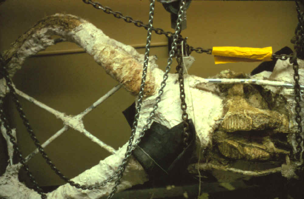 Transporting Colby site mammoth skull.